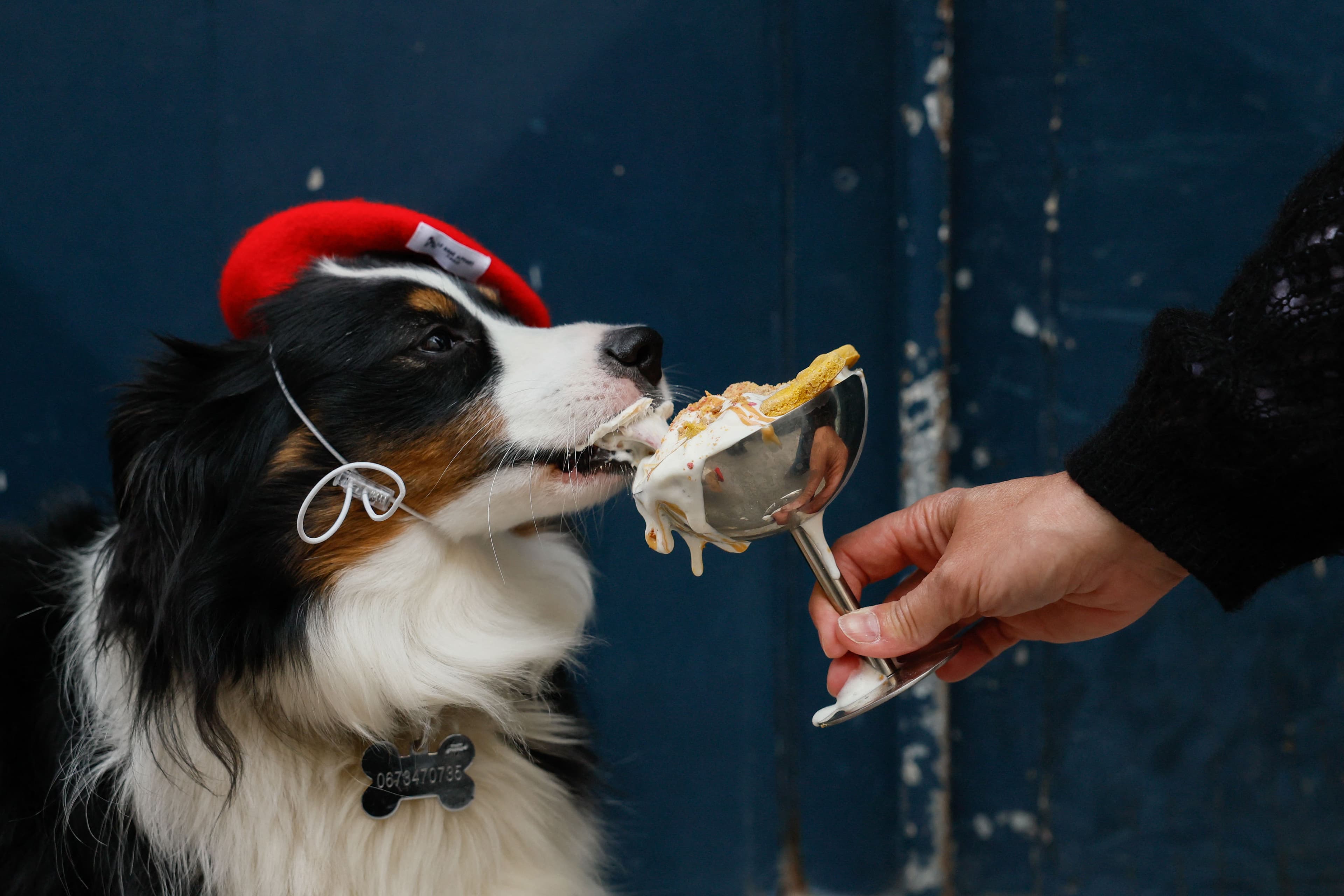 A Ascensão das Confeitarias Pet Friendly: Quando Cães Ganham Rotina Humana em Paris
