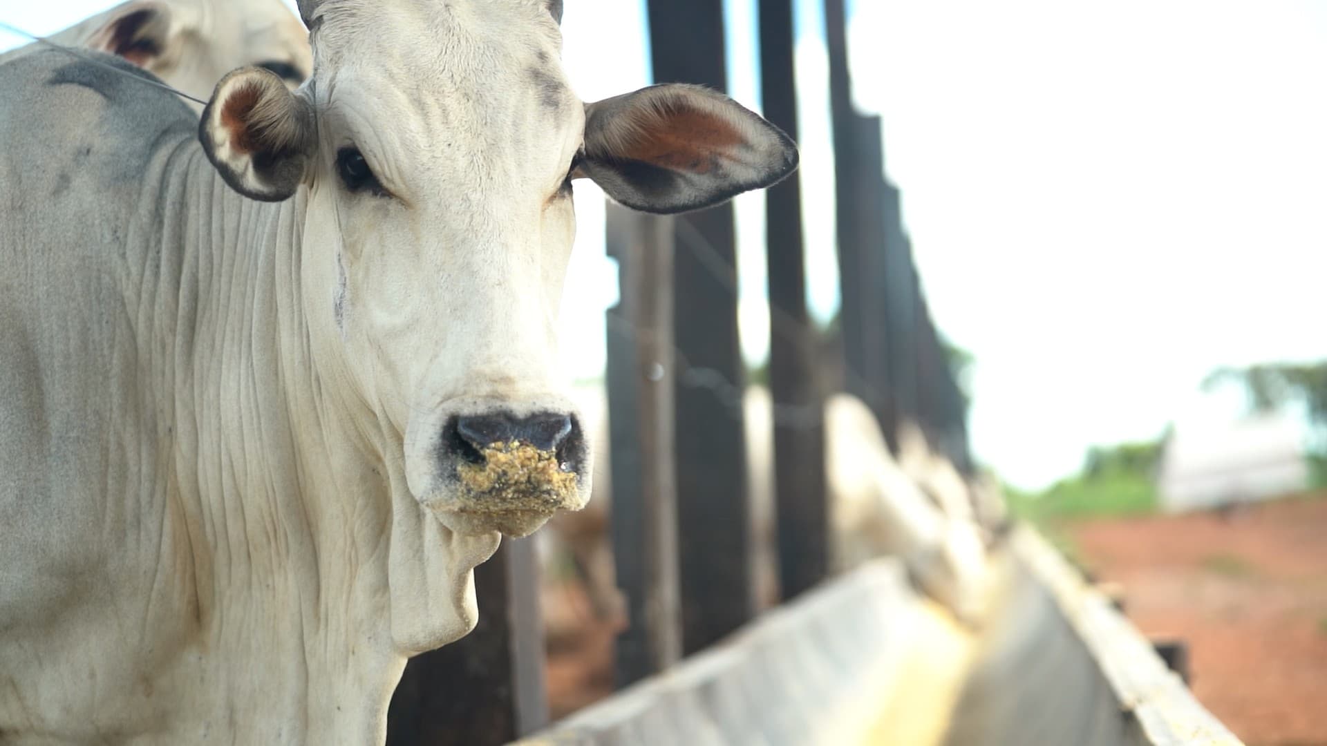 Exportações brasileiras de carne bovina podem sofrer queda de 10% em 2026