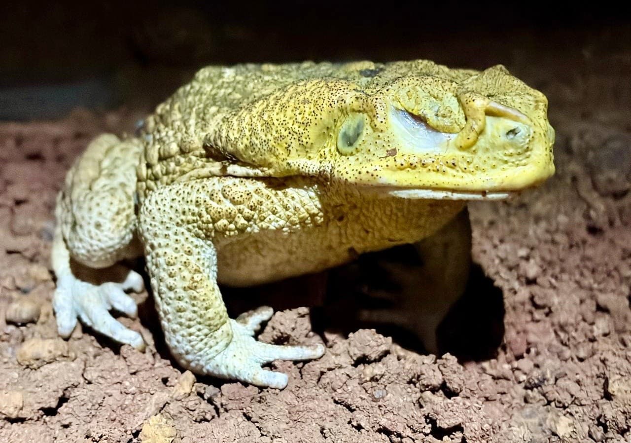 Estudo científico investiga impacto ambiental do sapo-cururu em Fernando de Noronha
