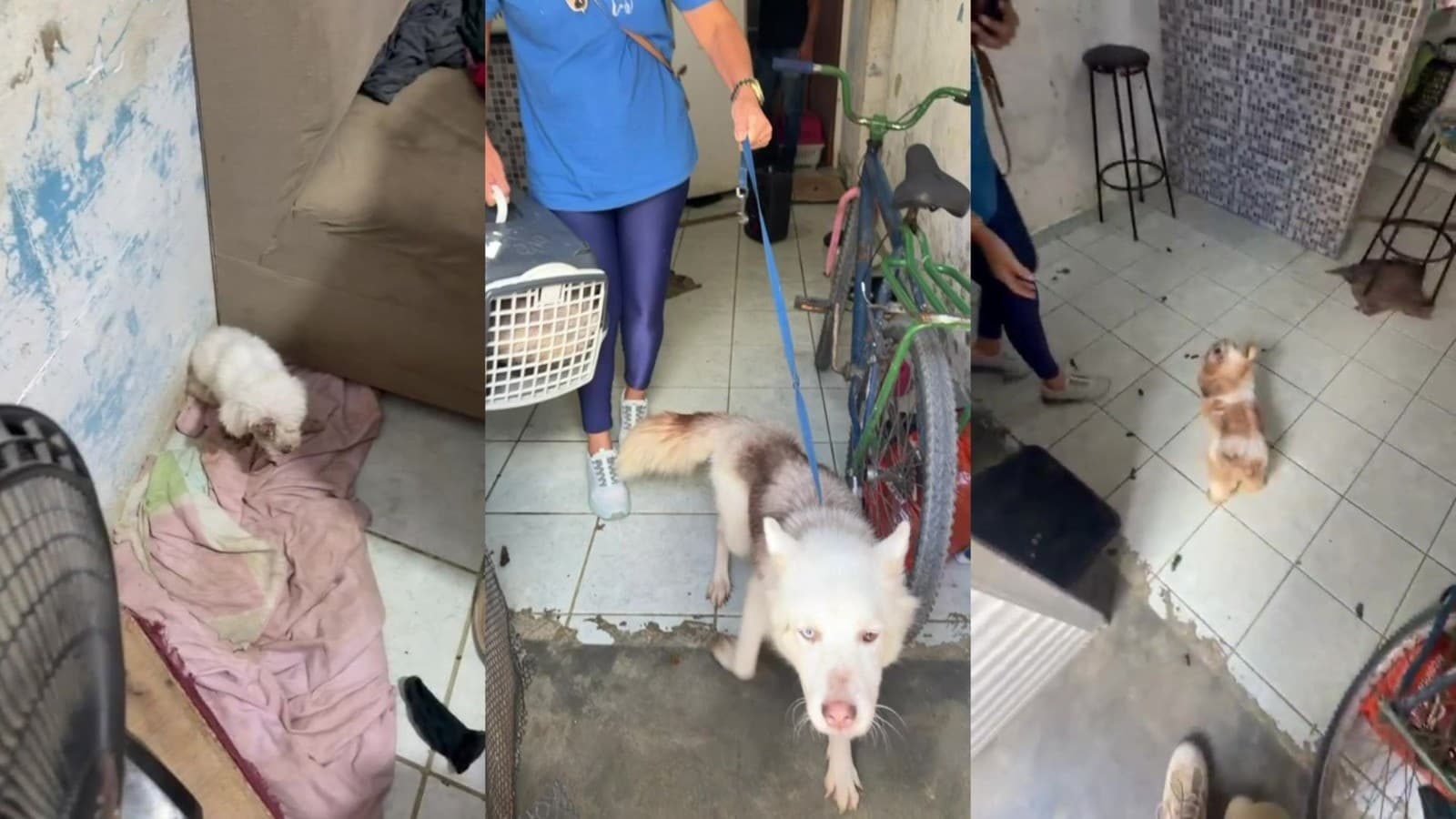 Polícia Civil desmantela canil clandestino e resgata 16 cães em Jaboatão dos Guararapes