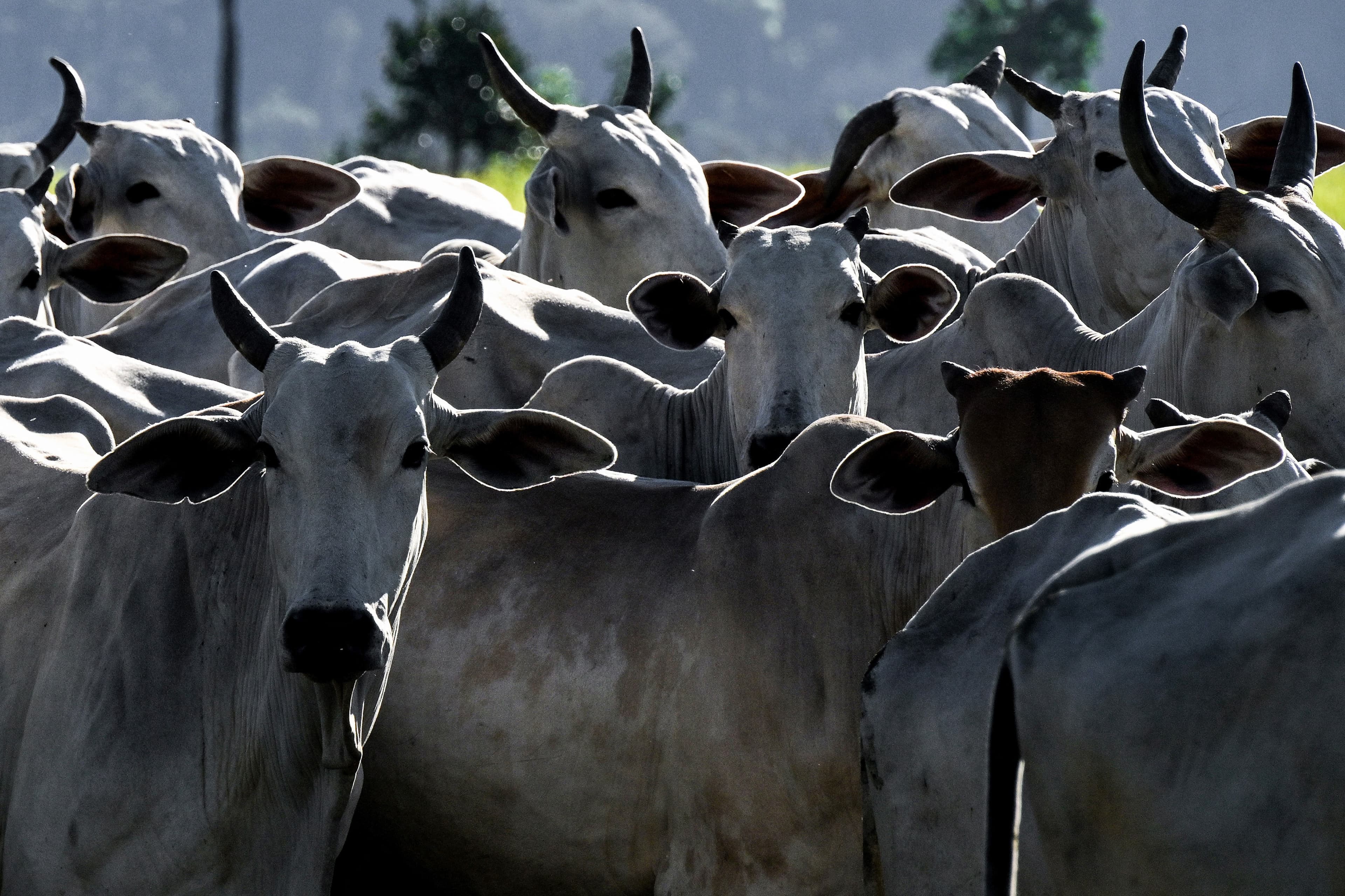 Agronegócio brasileiro expande fronteiras e abre 9 novos mercados em abril de 2026