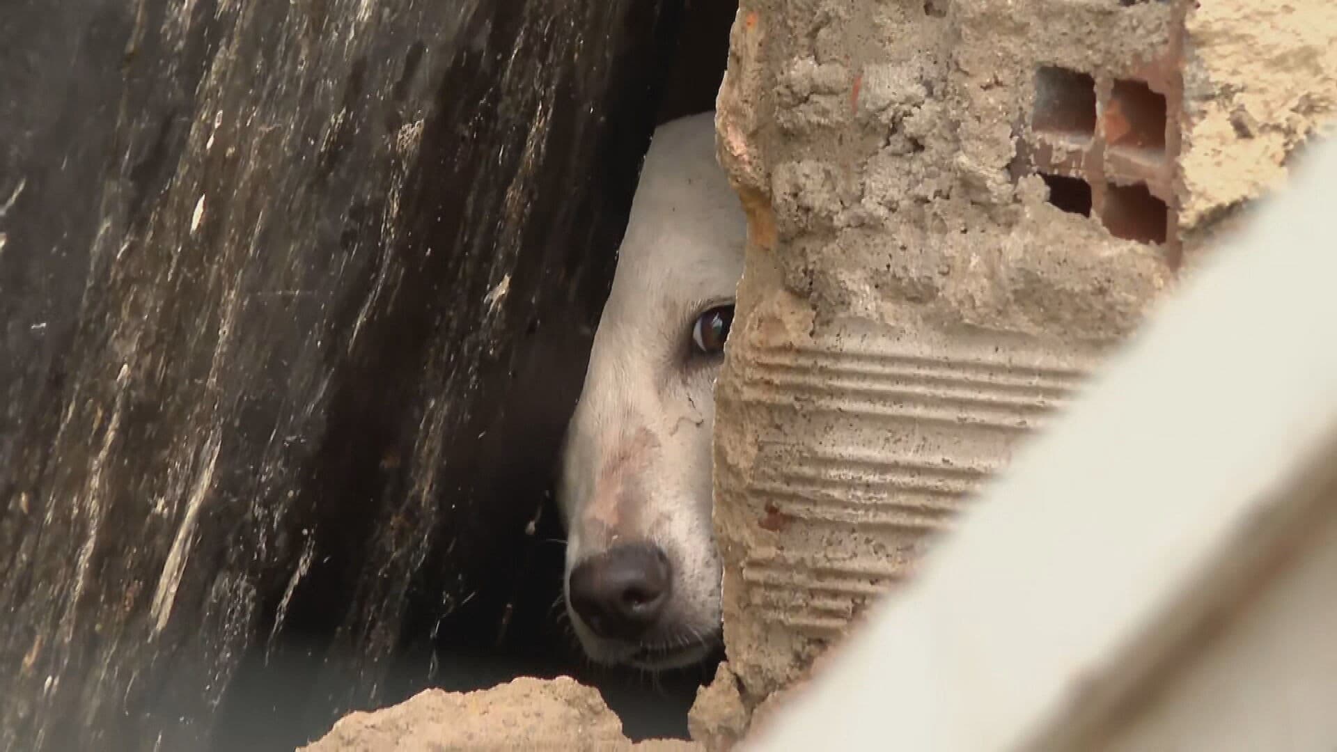 Cachorra é resgatada com vida de escombros após desabamento fatal na Comunidade do Pilar