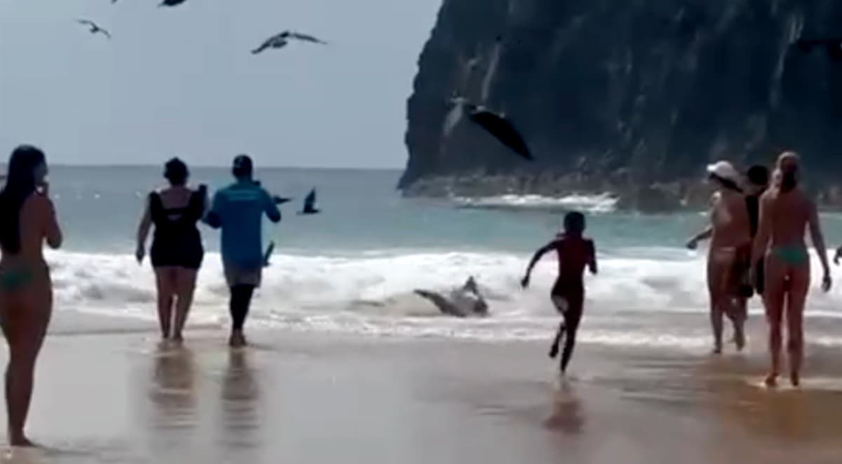 Tubarão-limão encalha na Praia da Cacimba do Padre, em Fernando de Noronha