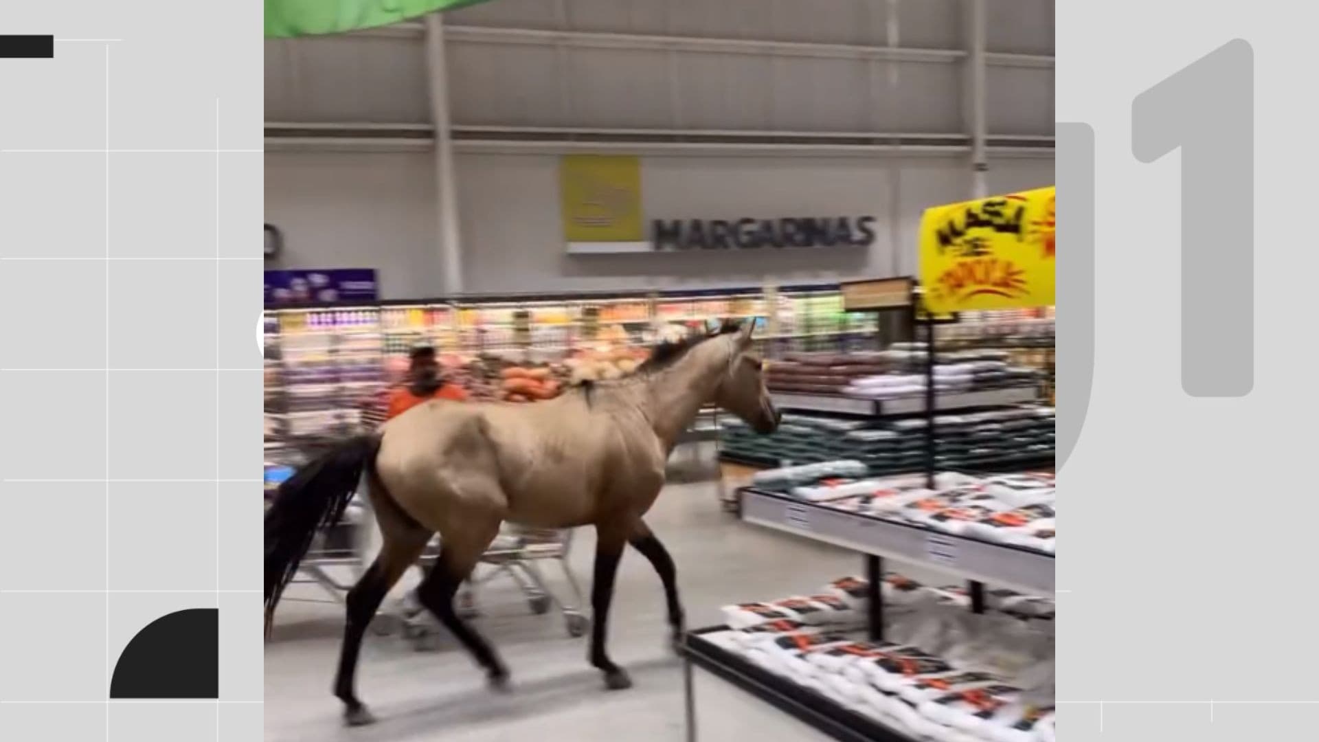 Cena inusitada: Cavalo invade supermercado na Zona Oeste do Recife e viraliza nas redes sociais