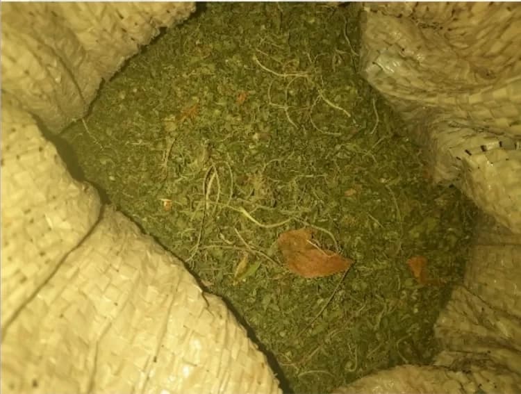 Plantação de maconha com 21 mil pés é erradicada no Sertão em ação da PM e Polícia Federal