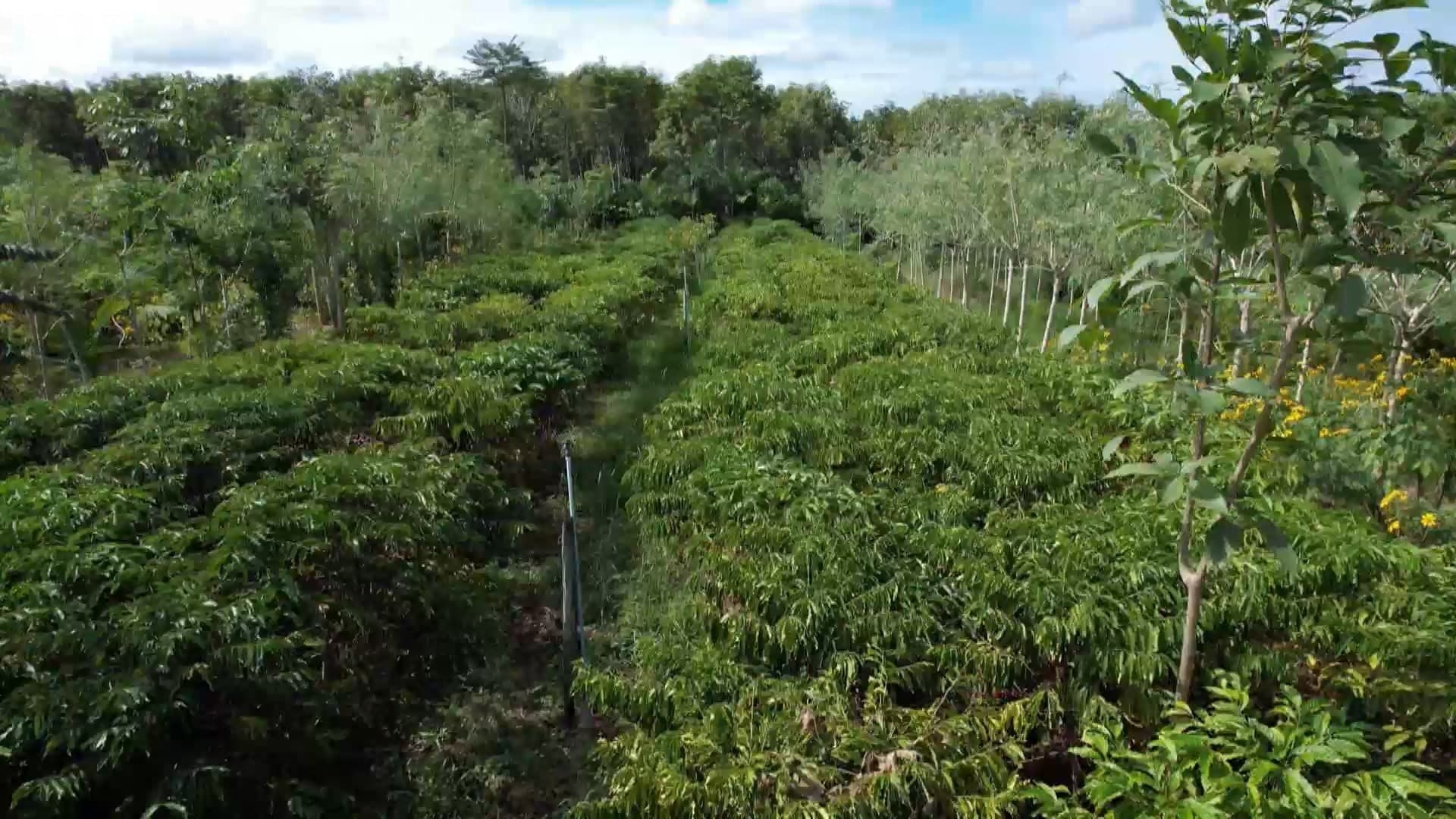 Café agroecológico se consolida como tendência de sustentabilidade e alta qualidade no Espírito Santo