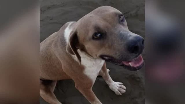 Cadela comunitária é internada após ataque em Praia Grande; polícia investiga agressão