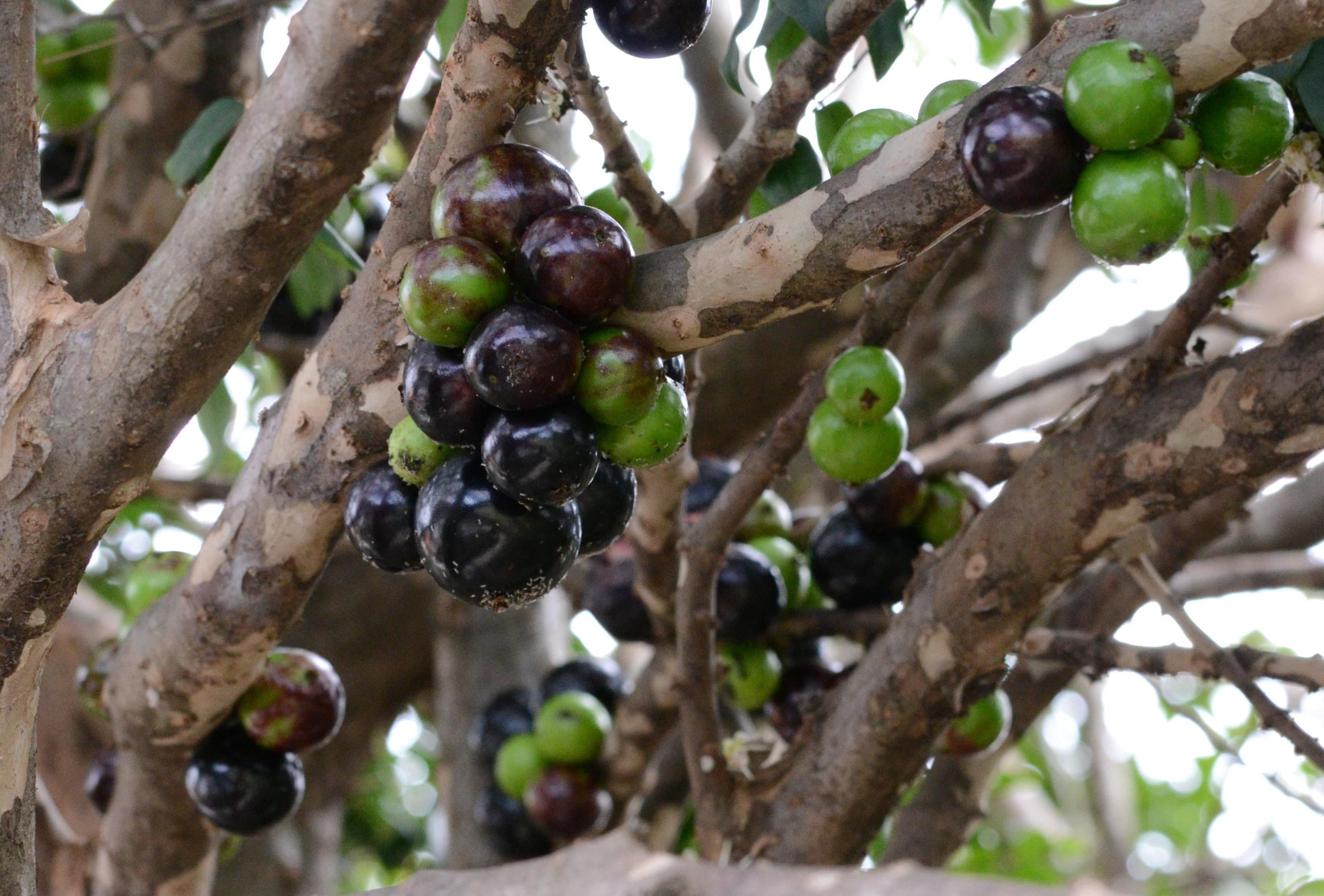 Jabuticaba: Fruta brasileira conquista reconhecimento global no ranking do TasteAtlas