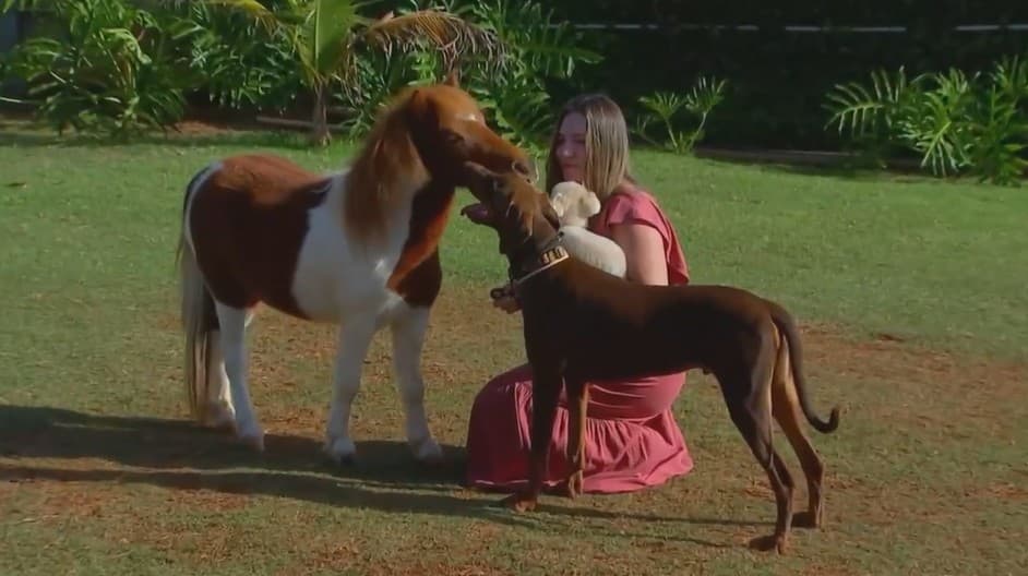 Criação de mini-horses ganha força no Brasil e se torna alternativa de renda