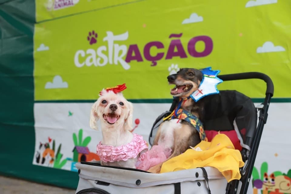 Pernambuco abre 33 mil vagas para castração gratuita de cães e gatos