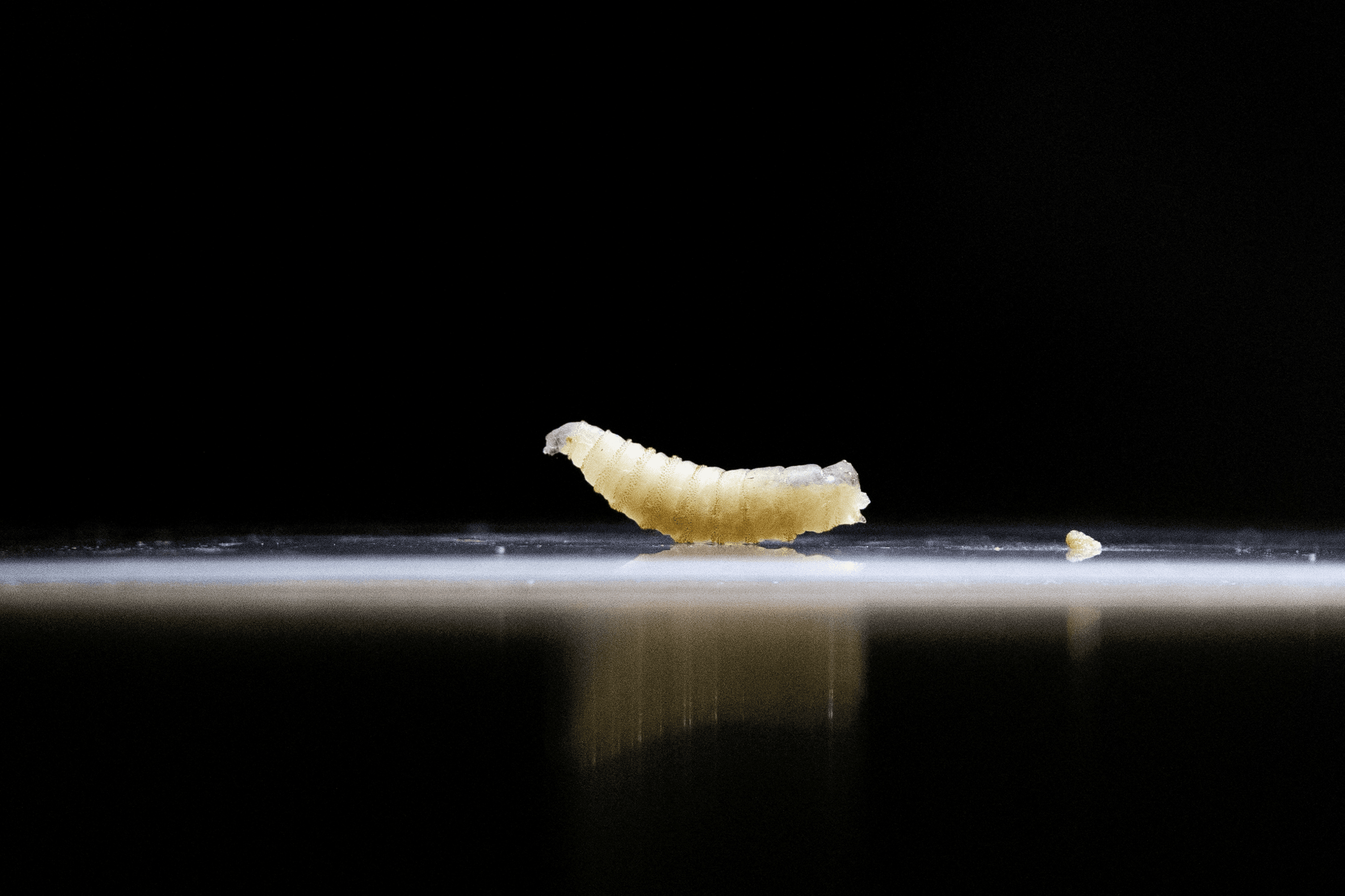 Avanço da mosca-da-bicheira perto da fronteira com os EUA gera alerta sanitário