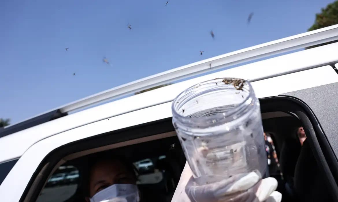 Ministério da Saúde inicia liberação de mosquitos estéreis em aldeia indígena de Pesqueira