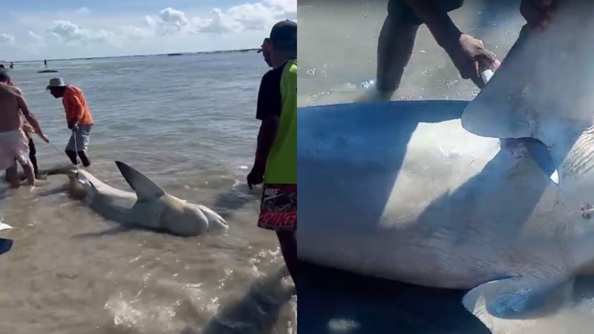 Ação de pescadores ao retirar tubarão-cabeça-chata no Paiva gera indignação e apuração ambiental