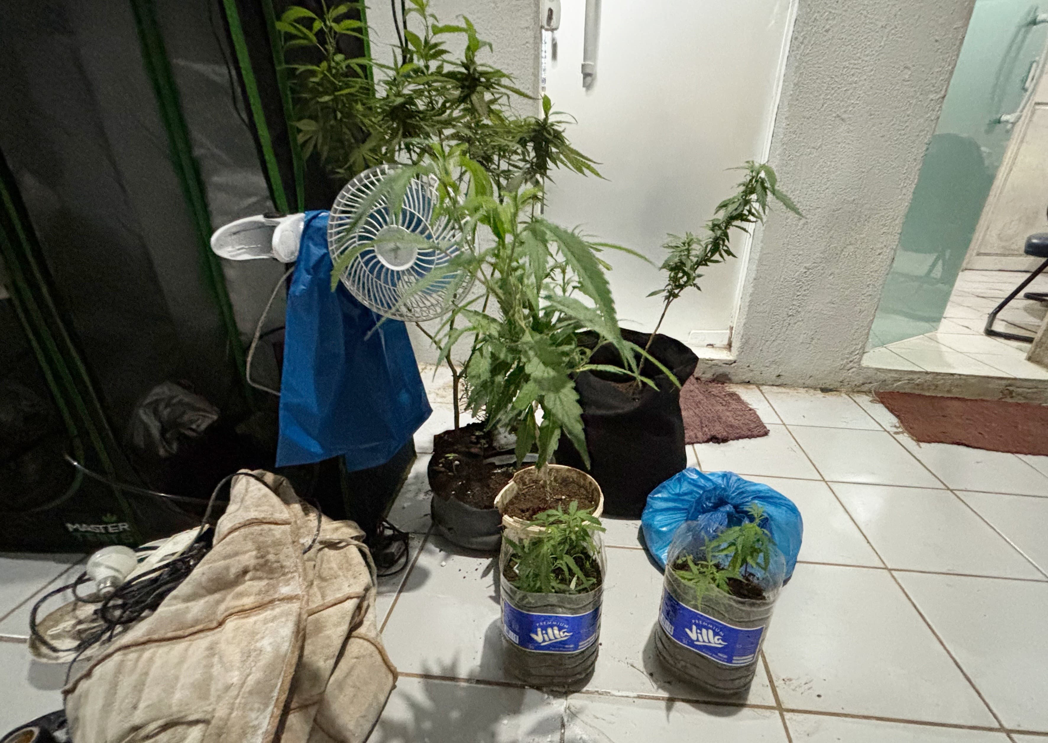 Justiça converte em preventiva prisão de homem flagrado com estufas de maconha em Fernando de Noronha