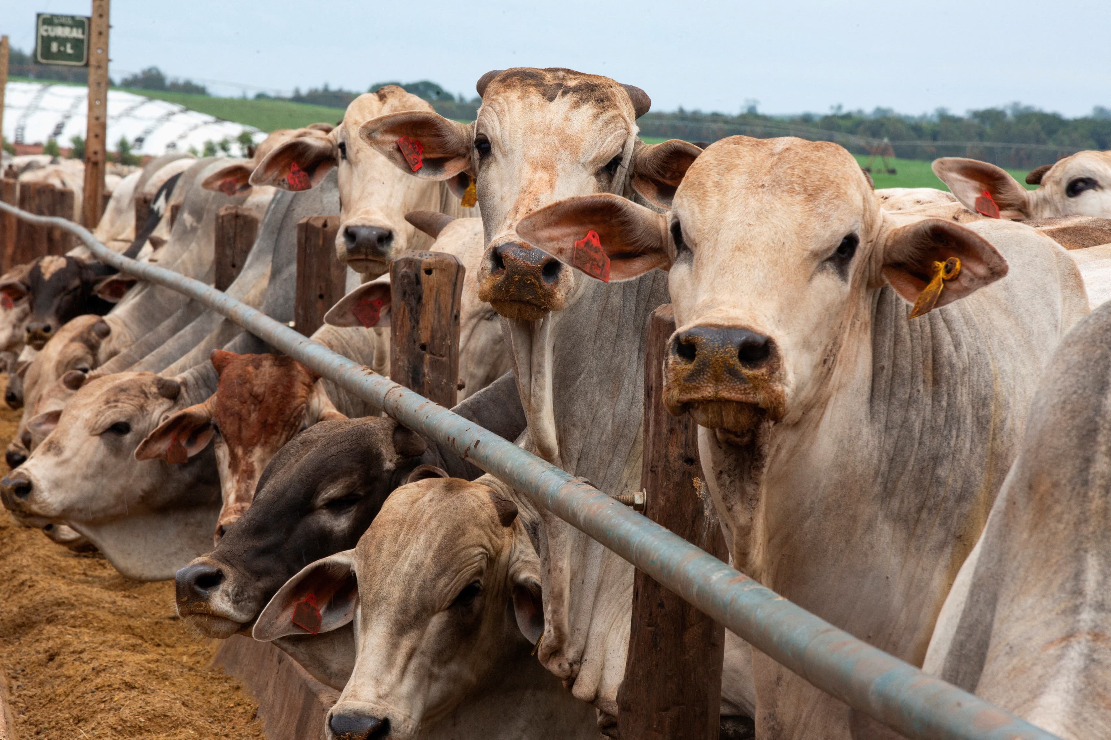 China autoriza retomada das exportações de carne bovina de três frigoríficos brasileiros