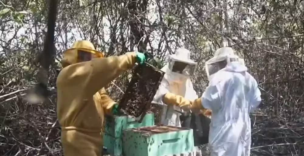 Barreiros, Pernambuco: agricultores impulsionam renda com mel de manguezal e parceria para biocosméticos
