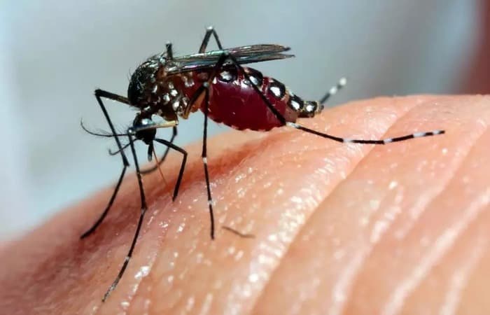 Recife registra aumento de 71% nos casos de dengue em 2025 e acende alerta para o verão