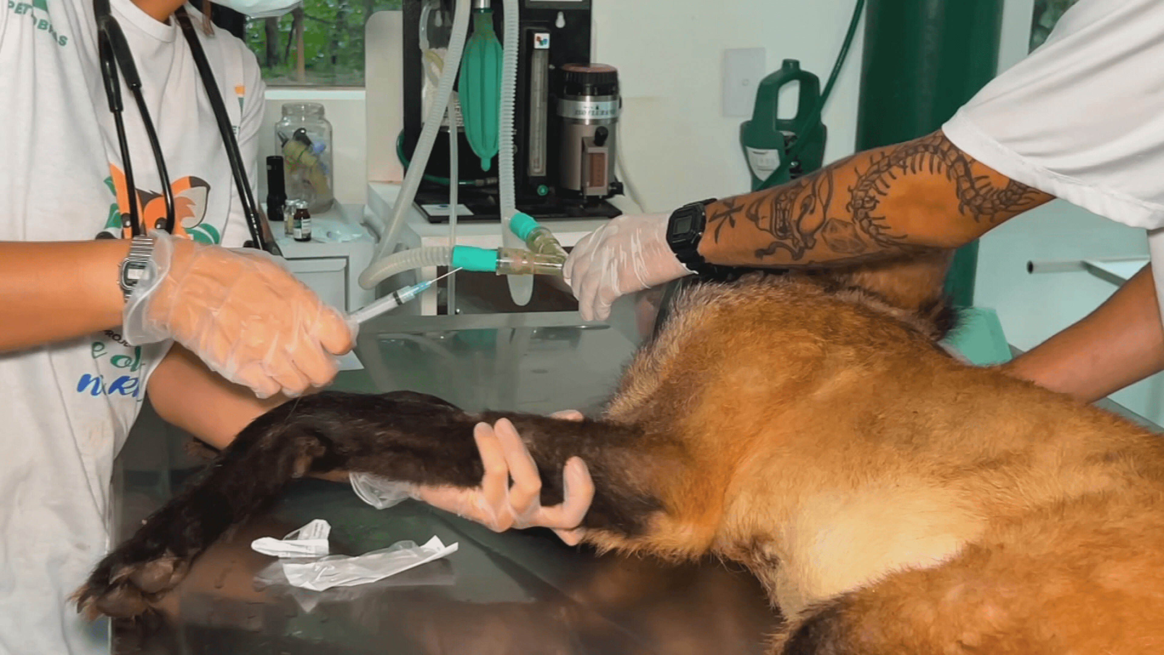 Surto de sarna em animais silvestres preocupa especialistas no interior de São Paulo