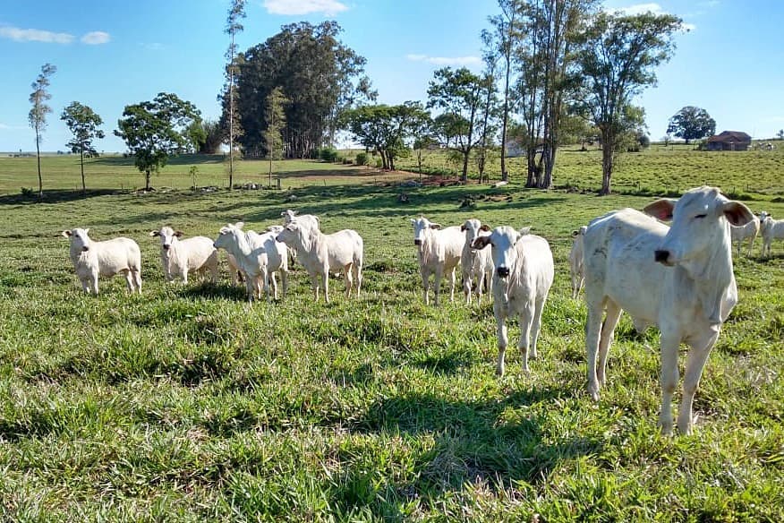 Mercado chinês sinaliza valorização para carne bovina brasileira livre de desmatamento