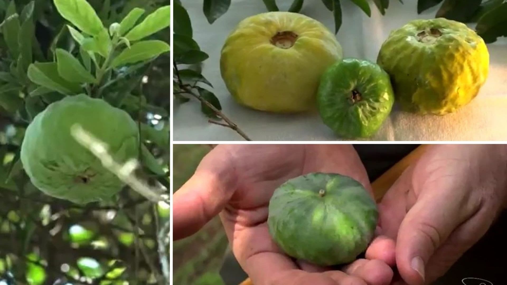 Gabiroba Gigante: conheça a rara fruta da Mata Atlântica exclusiva do Espírito Santo