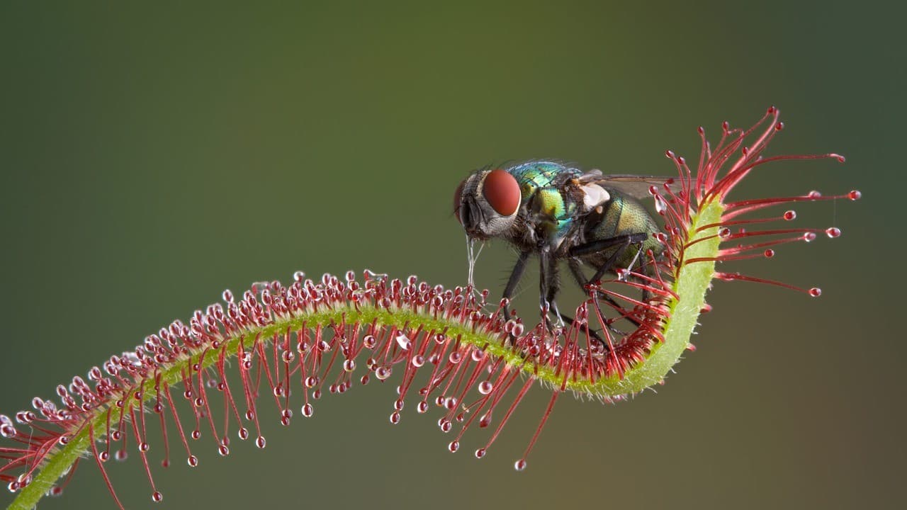 O fascinante mundo das plantas carnívoras: estratégia de sobrevivência e biodiversidade