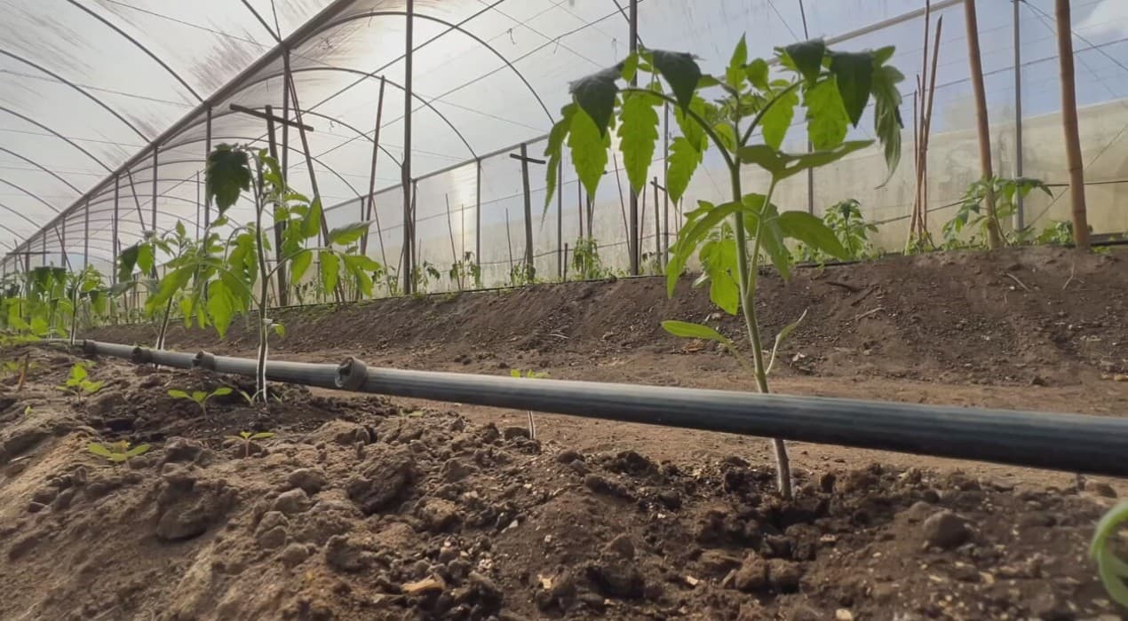 Jovens superam êxodo rural e buscam sucessão familiar no agronegócio paulista