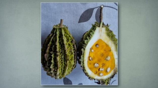 Mistério na roça: produtor rural encontra fruta exótica e alerta sobre riscos