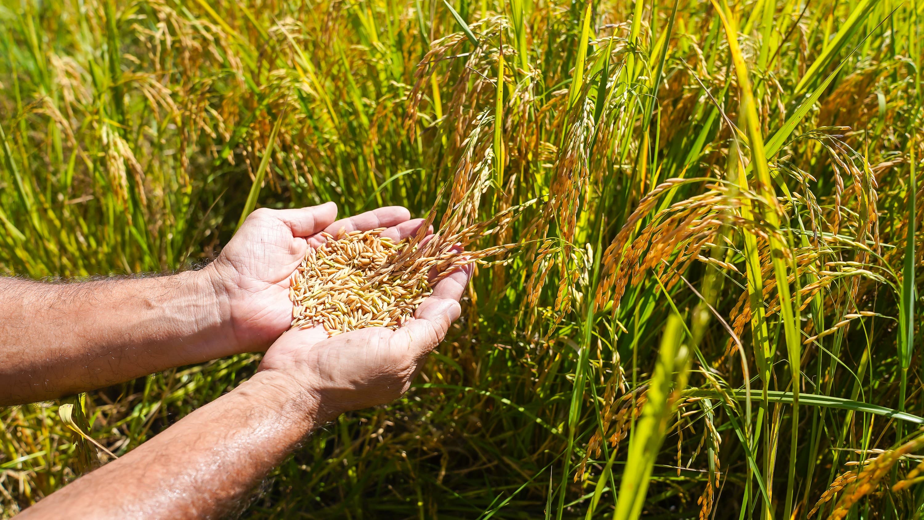 Estudo do MIT revela que sementes de arroz conseguem 'ouvir' a chuva e germinar mais rápido
