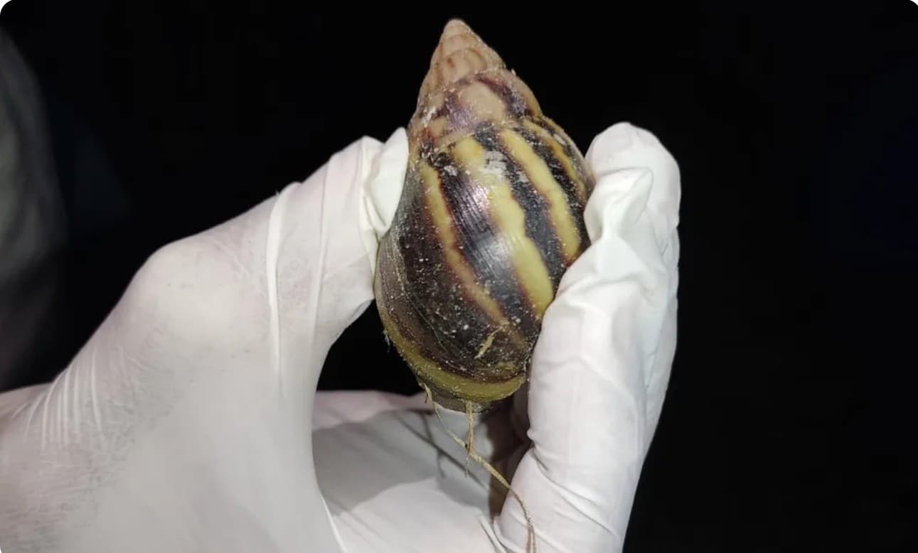 ICMBio promove mutirão de combate ao caramujo-africano em Fernando de Noronha