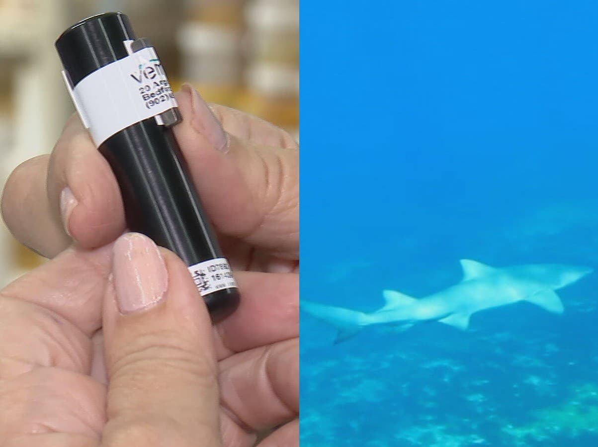 Pernambuco retoma monitoramento de tubarões com microchips após 11 anos