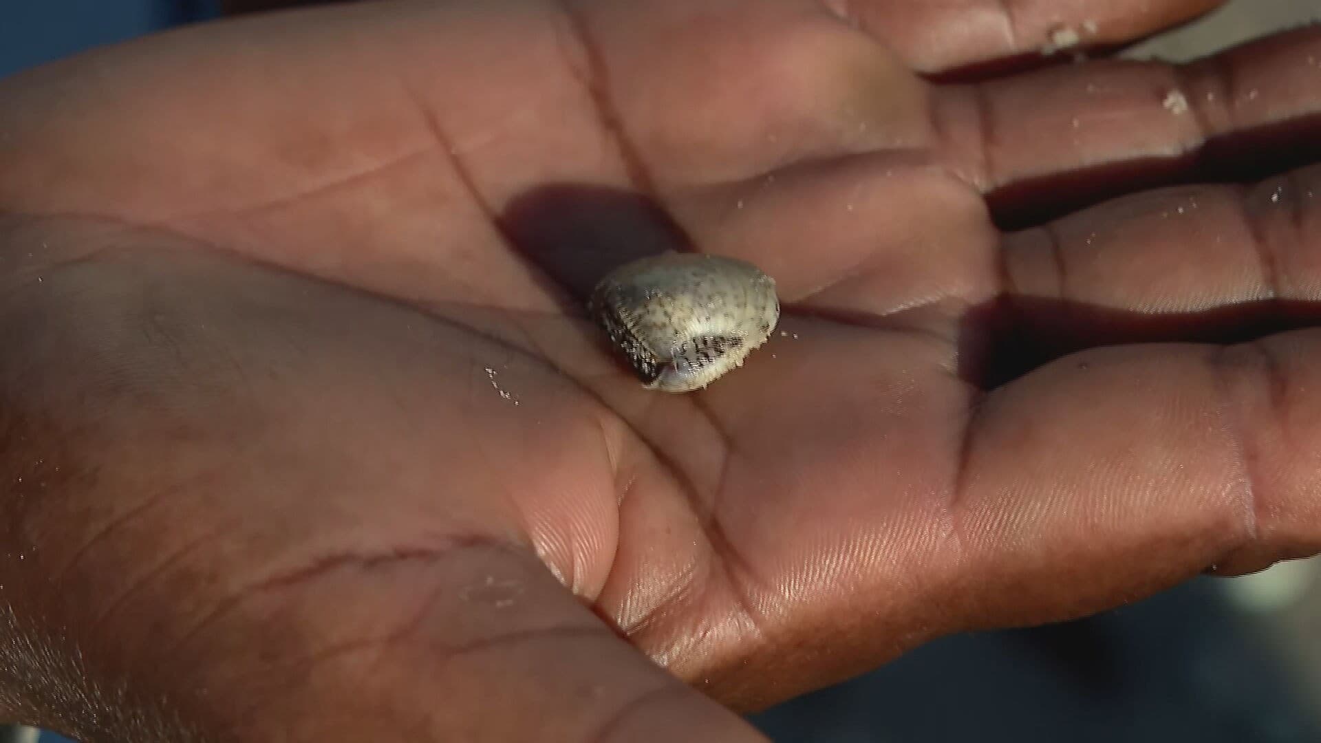 Mudanças climáticas e poluição causam redução no tamanho de mariscos no litoral de Pernambuco