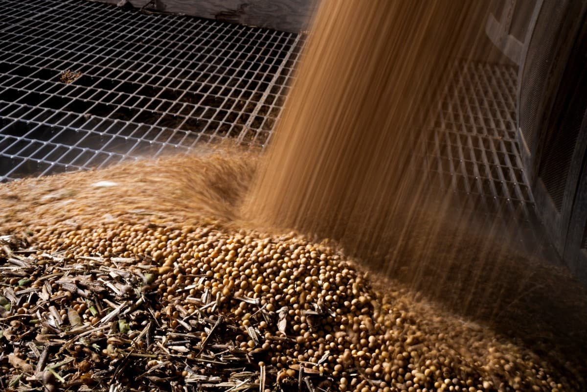 Colheita de soja avança no Brasil, mas produtores enfrentam desafios climáticos em diversas regiões