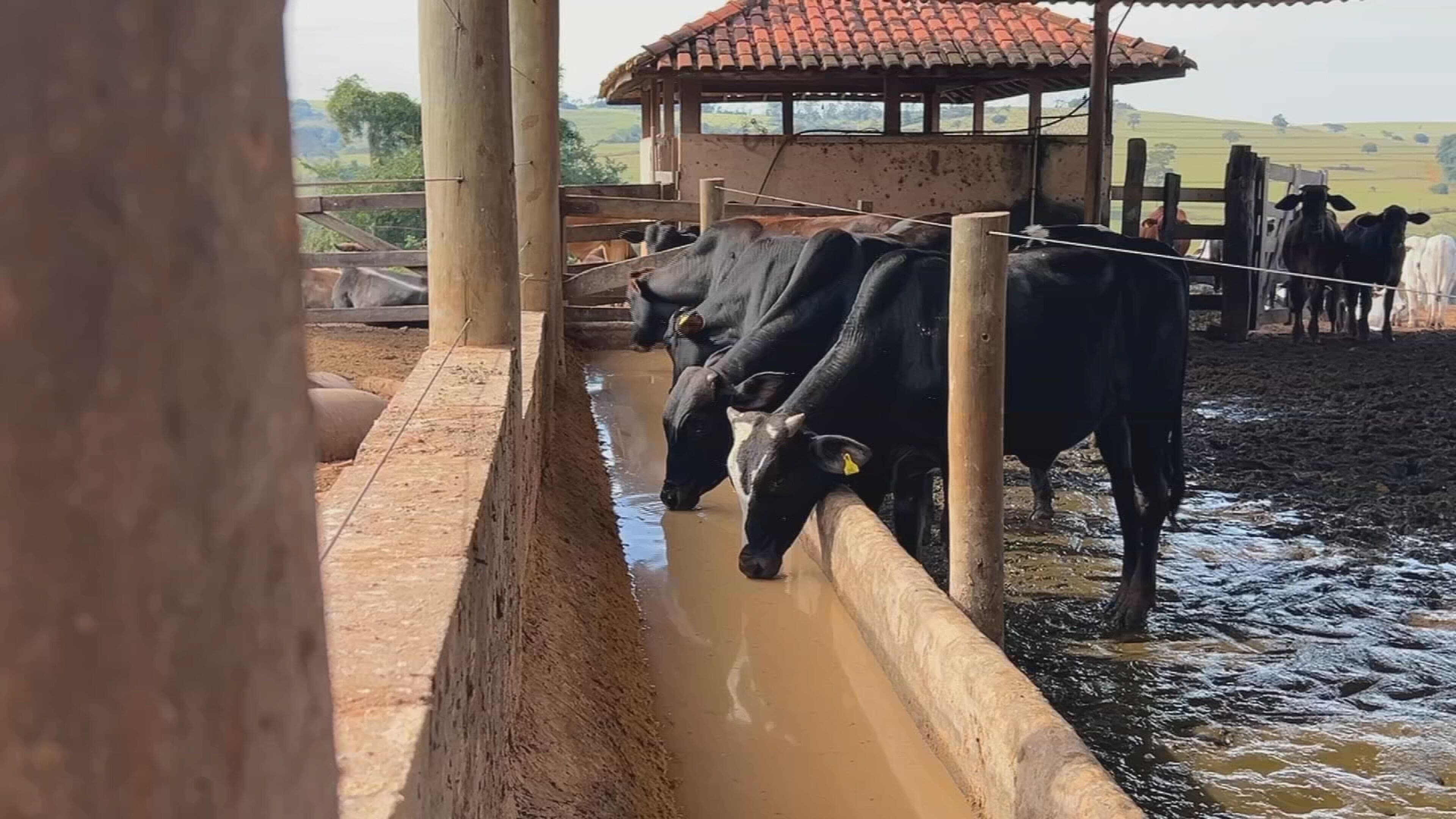 Silagem: estratégia essencial para garantir a produtividade do rebanho durante a estiagem