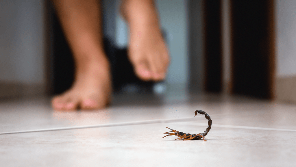 Casos de escorpiões disparam em Pernambuco e dedetização se mostra principal forma de prevenção