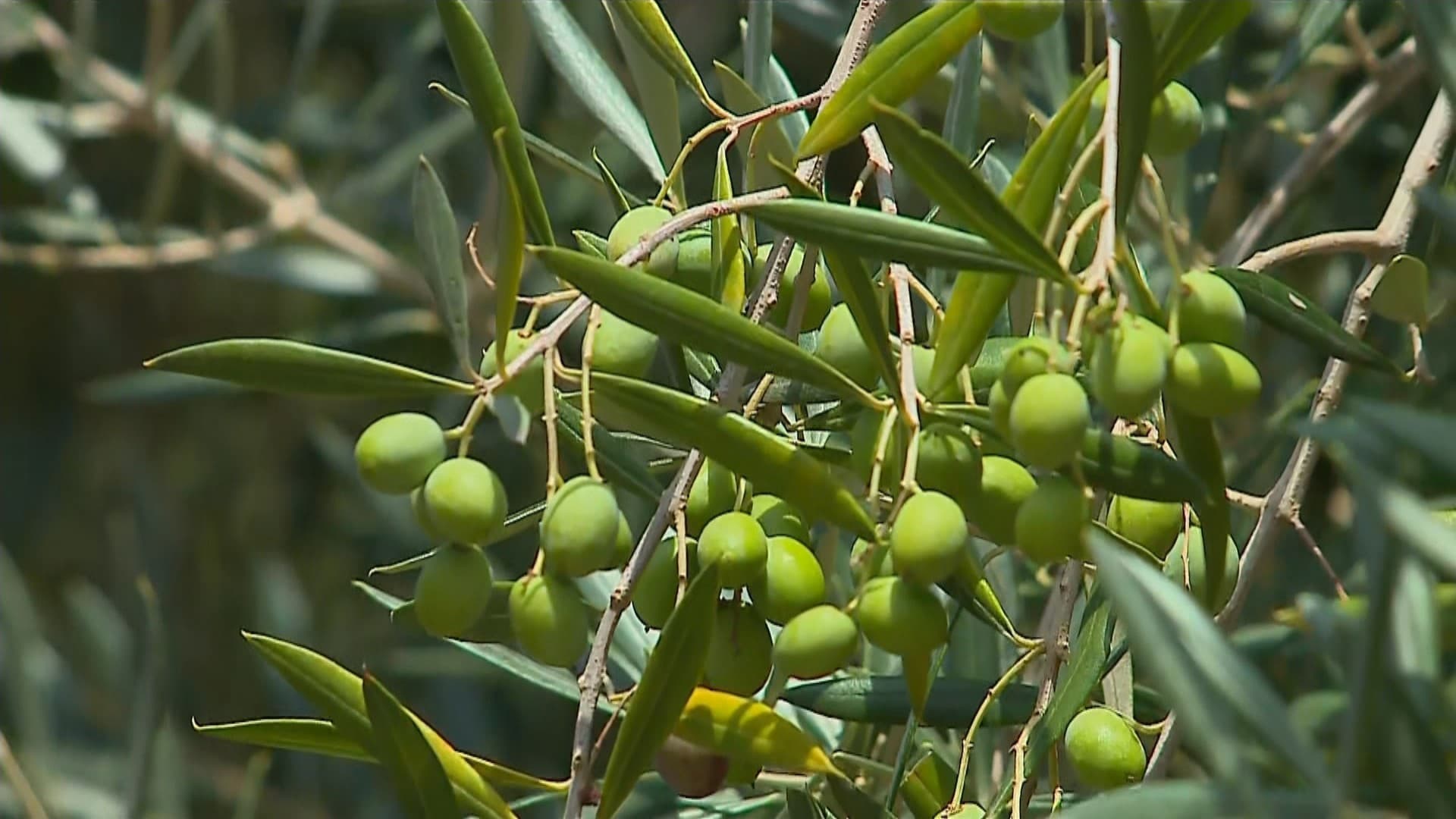 Cultivo de oliveiras: Guia prático e orientações para produtores interessados