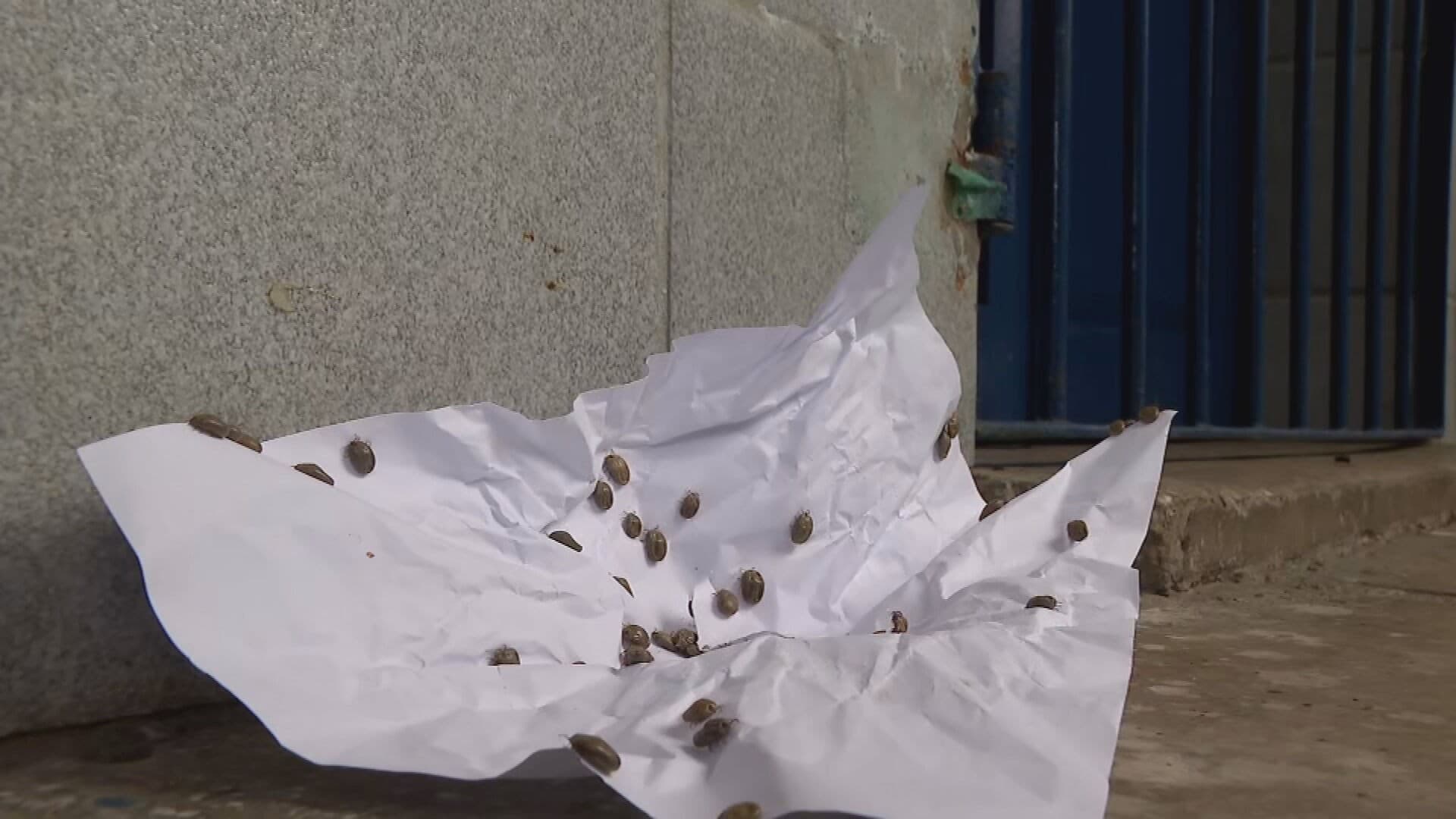 Crise em abrigo: Desabrigados pelas chuvas em Goiana enfrentam infestação de carrapatos em escola municipal