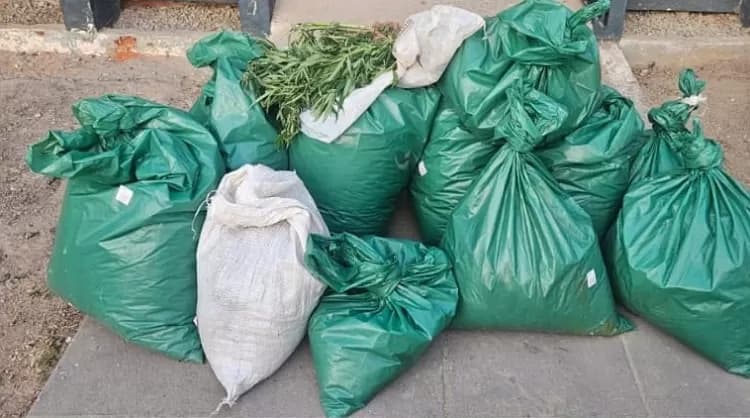 OPERAÇÃO POLICIAL: Polícia Descobre Extensa Roça de Maconha em Área Indígena de Pesqueira; Criminosos Fogem Após Troca de Tiros