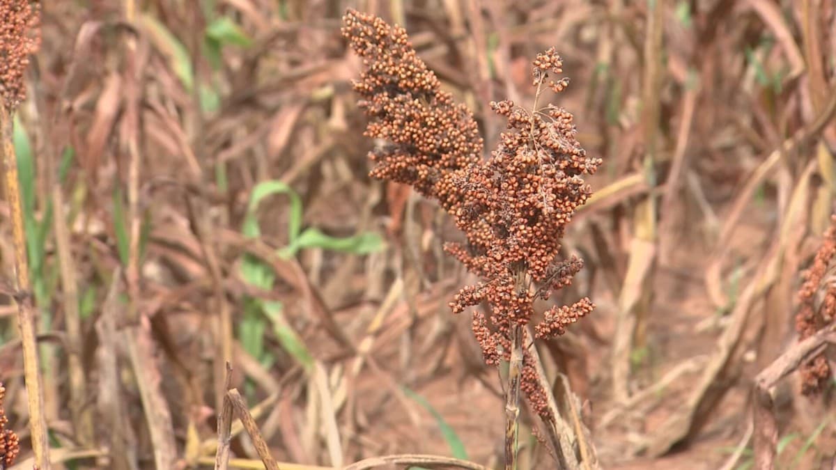 Produtores do Noroeste Paulista investem no cultivo de sorgo como estratégia de resistência climática