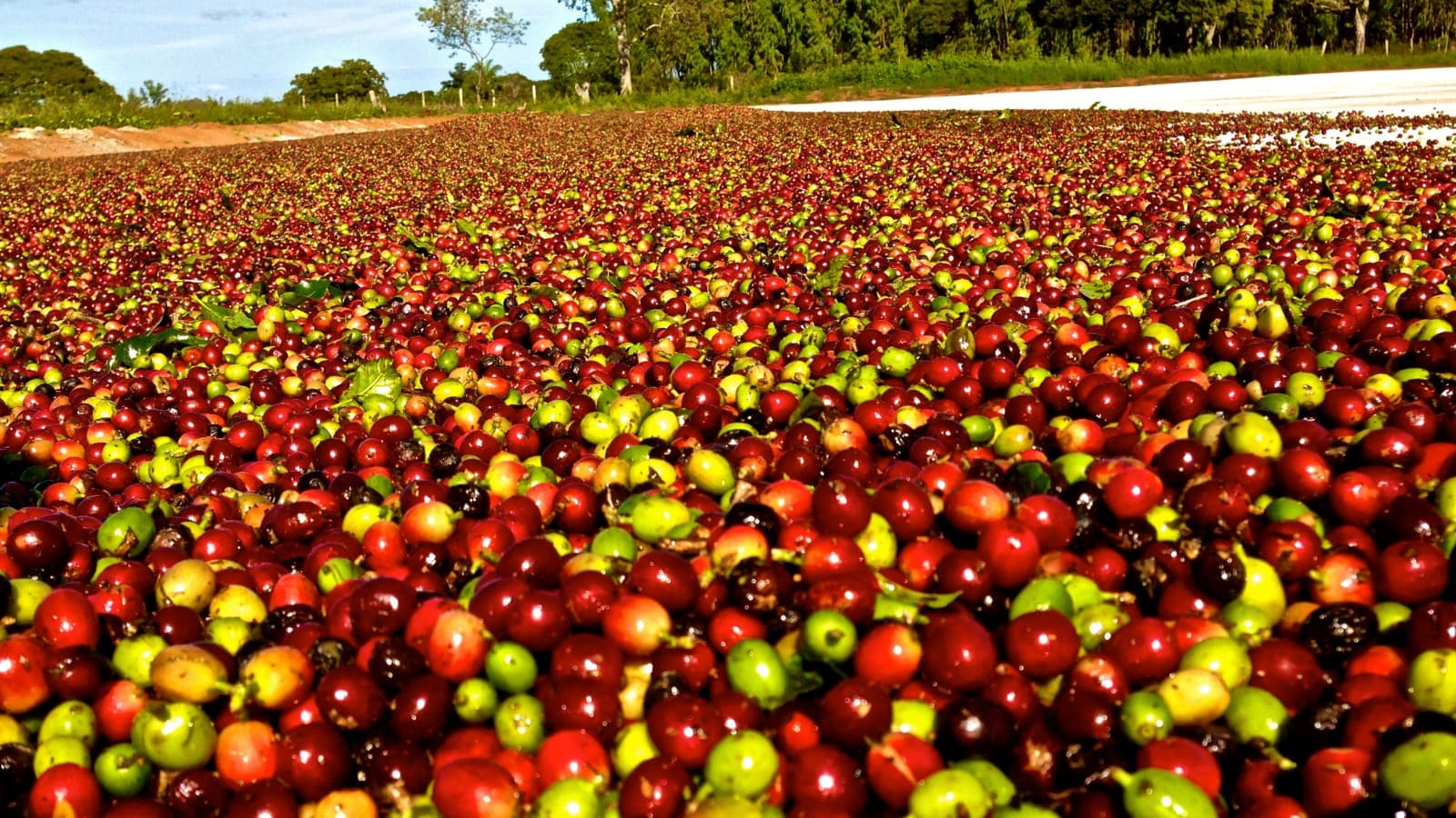 Exportações globais de café mantêm estabilidade com crescimento expressivo do Robusta