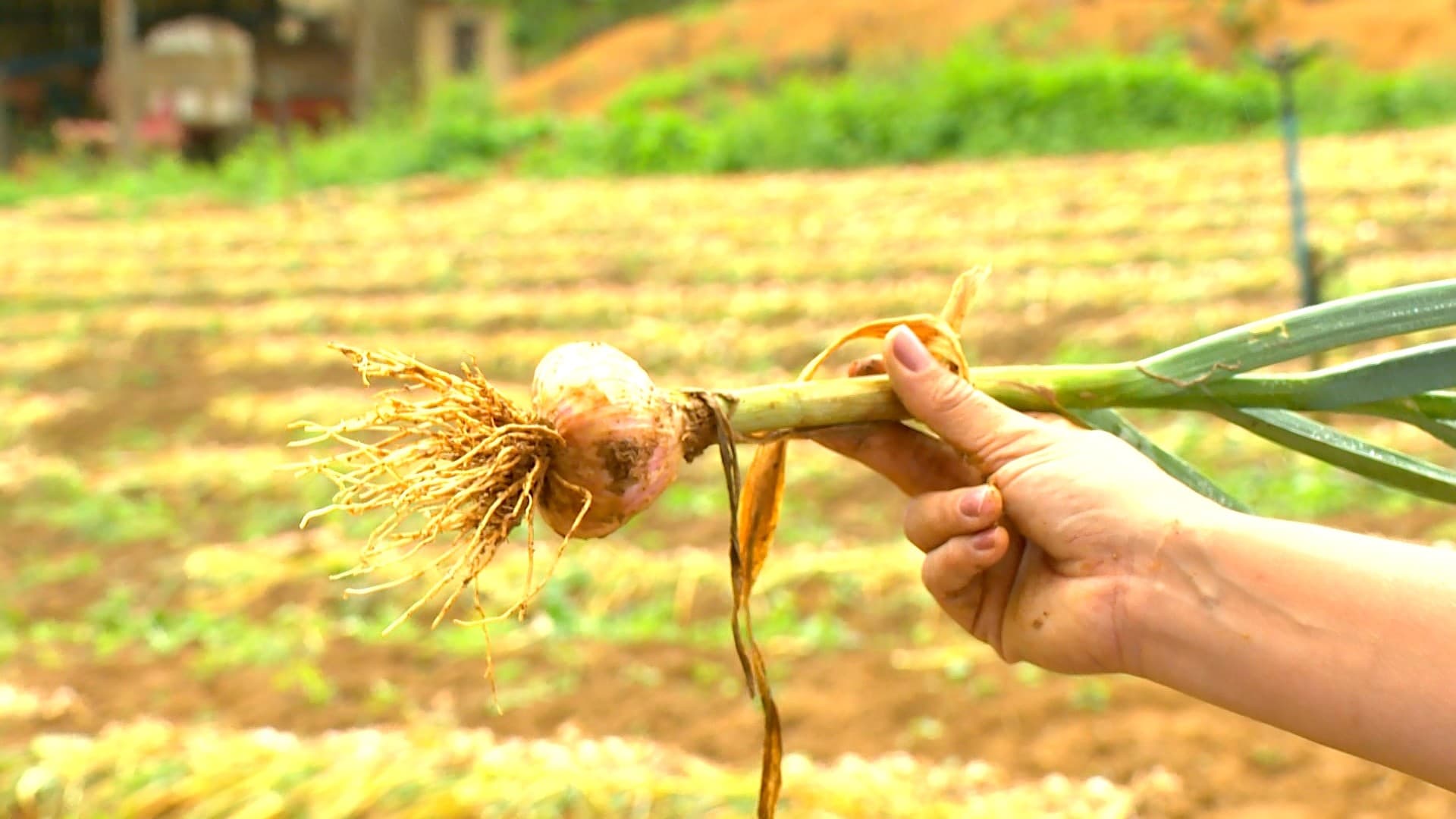 Crise no campo: Produtores brasileiros enfrentam concorrência desleal e queda na área cultivada de alho