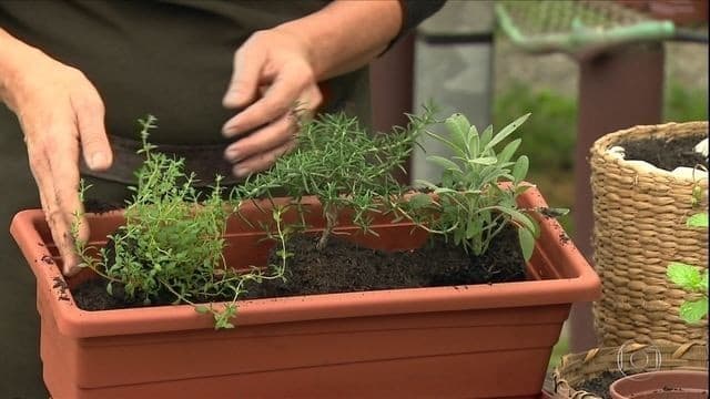 Embrapa disponibiliza guia gratuito para cultivo de hortas em pequenos espaços