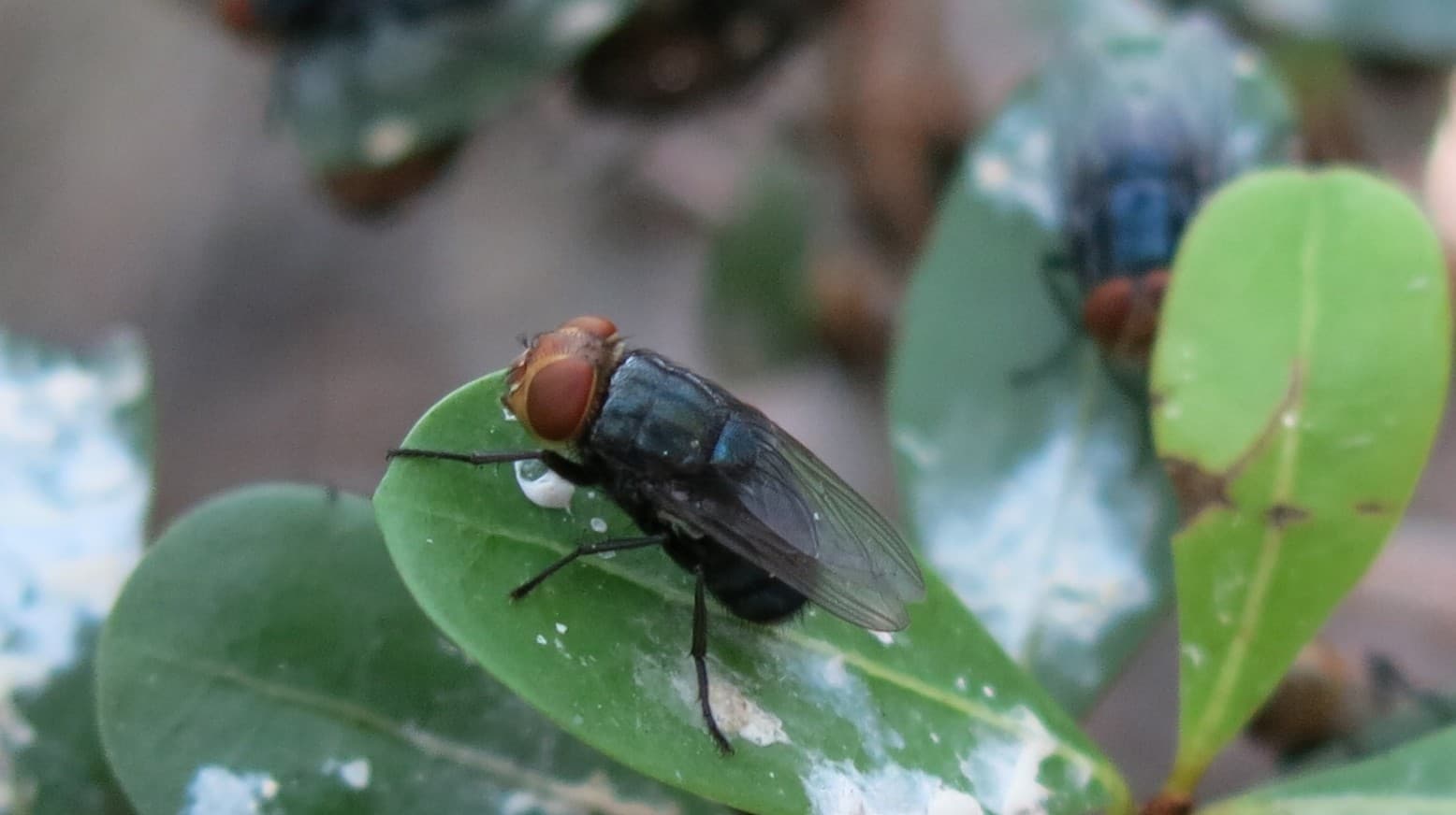 Retorno da mosca-da-bicheira aos EUA acende alerta na pecuária após 60 anos