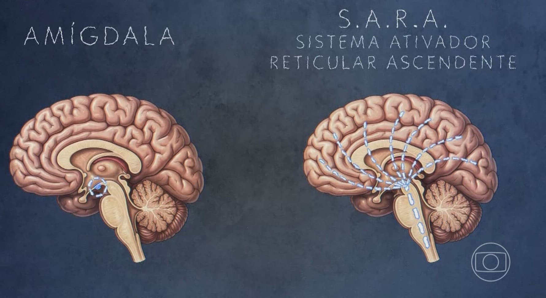 Neurociência explica mecanismos cerebrais por trás da agressão contra mulheres