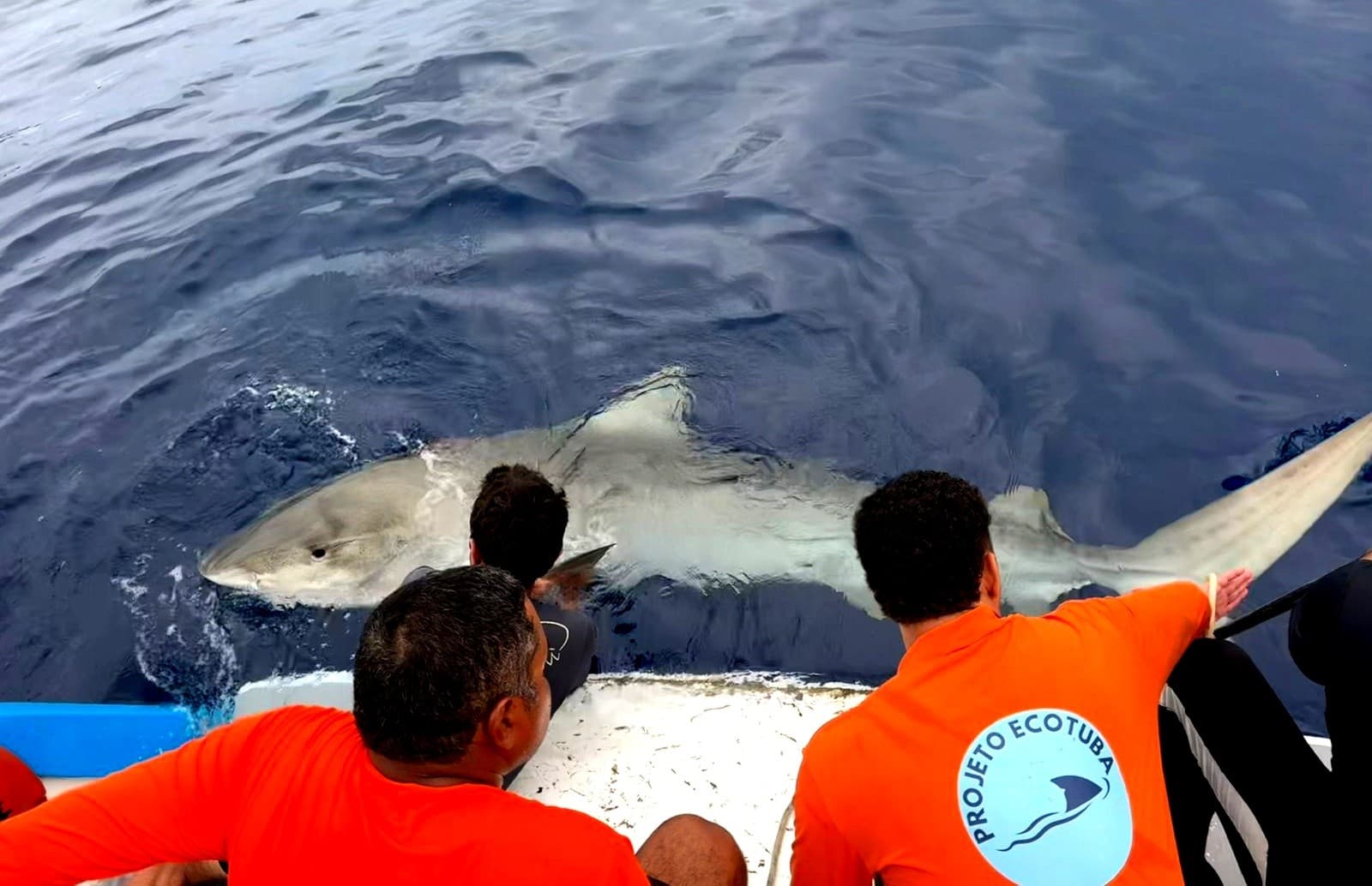 Mudança no comportamento de tubarões-tigre em Fernando de Noronha é registrada por pesquisadores