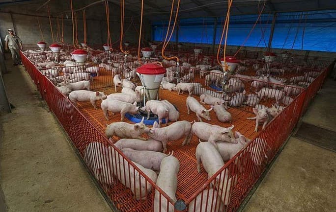 Carne suína ganha competitividade e atinge maior diferença de preço frente à bovina em quatro anos