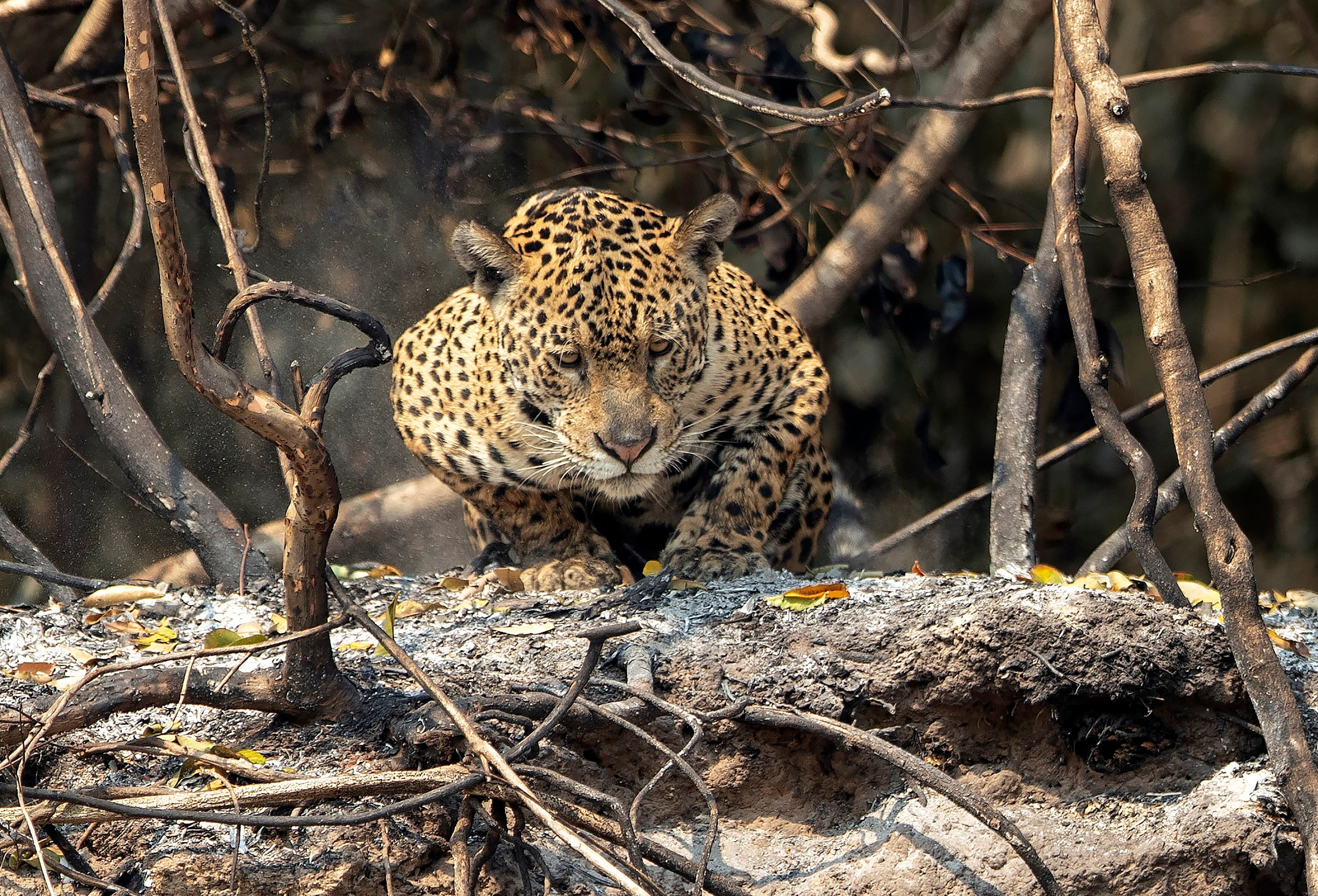 Pesquisa aponta que 83% dos brasileiros pedem maior proteção à fauna silvestre