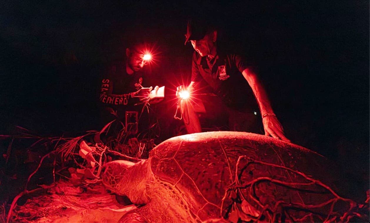 Declínio no número de desovas de tartarugas marinhas em Fernando de Noronha intriga especialistas