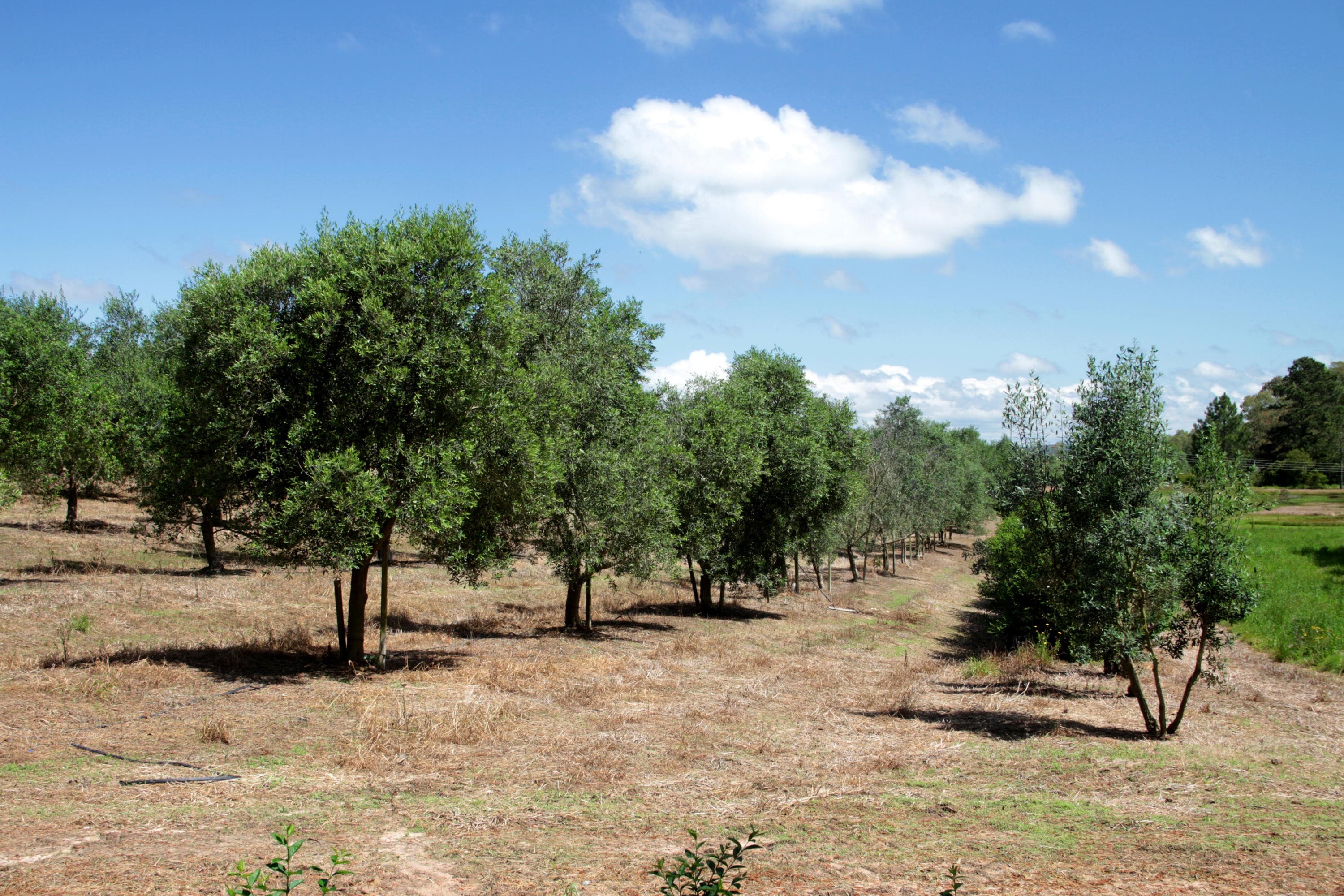 Embrapa e Epamig disponibilizam guia técnico gratuito para o cultivo de oliveiras