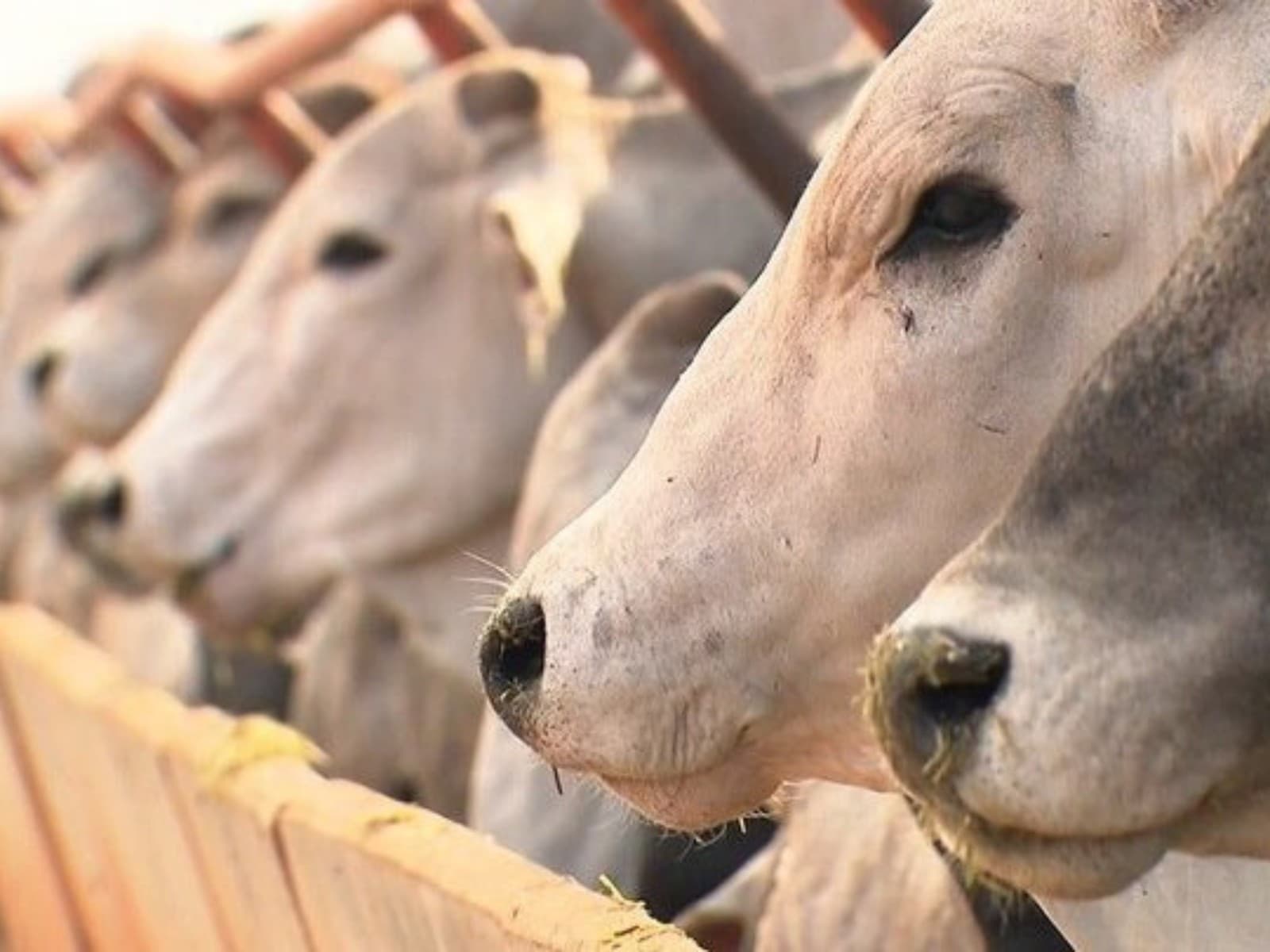 União Europeia proíbe importação de carne brasileira por uso excessivo de antibióticos