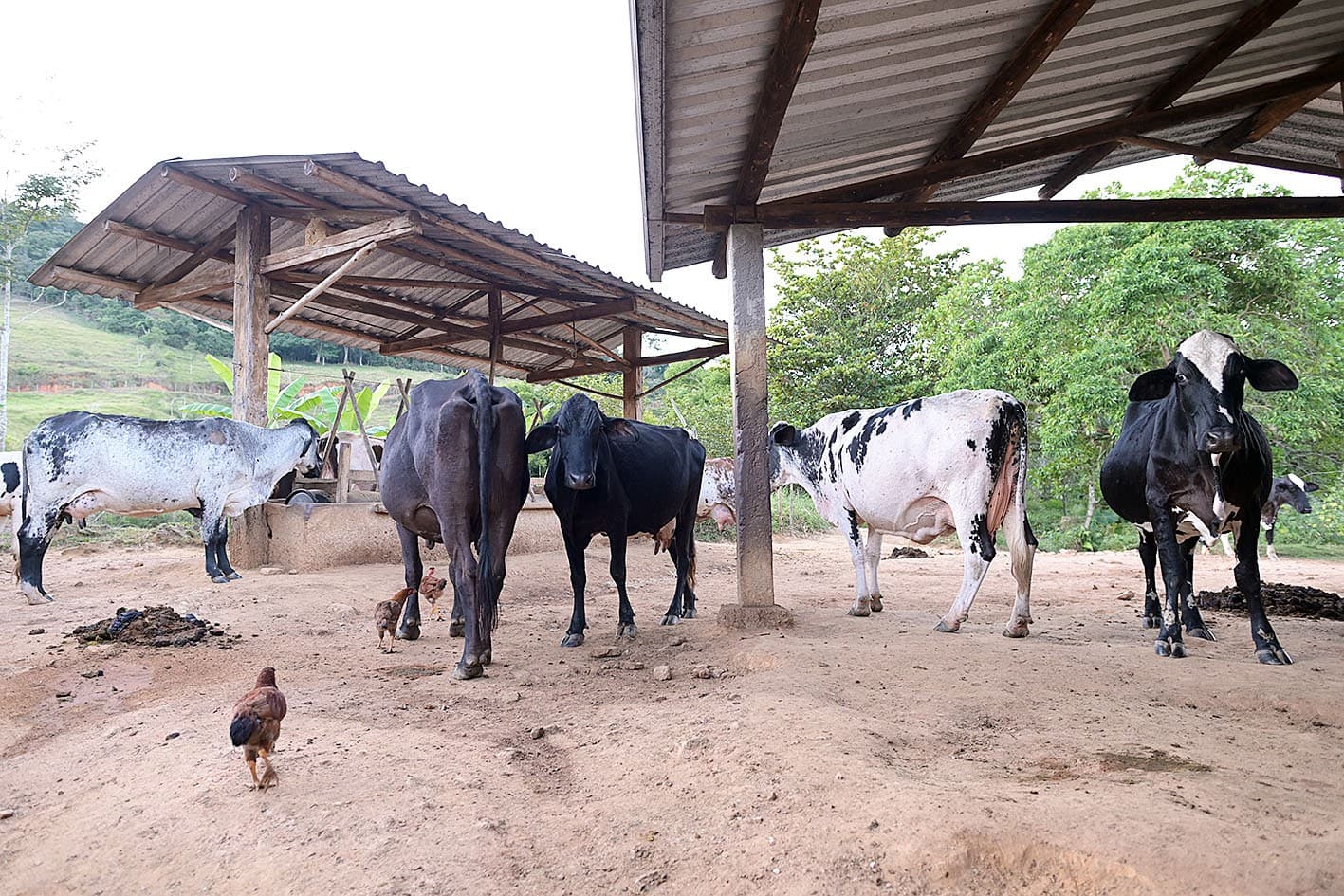 China reconhece Brasil como livre de febre aftosa e amplia mercado para carne brasileira